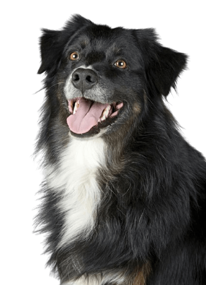 Imagen de un perro con cara de felicidad que es de color negro con blanco